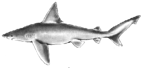 sand bar shark