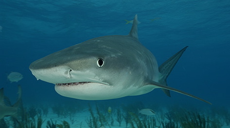 tiger shark